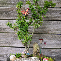 Dwarf Pagoda Japanese Holly - Ilex crenata 'Dwarf Pagoda'