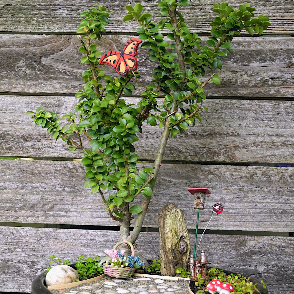 Dwarf Pagoda Japanese Holly - Ilex crenata 'Dwarf Pagoda'