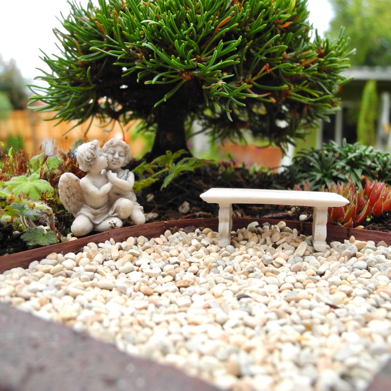 Michelle Miniature Mugo Pine - Pinus mugo 'Michelle'