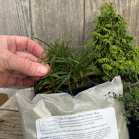 Complete Miniature Garden Kit with Gemstone Hinoki Cypress, Shipping Included!