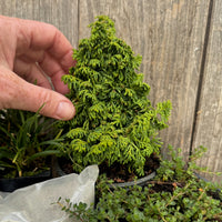 Complete Miniature Garden Kit with Gemstone Hinoki Cypress, Shipping Included!