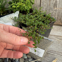 Complete Miniature Garden Kit with Gemstone Hinoki Cypress, Shipping Included!