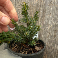 Complete Miniature Garden Kit with Plum Pine Shipping Included!
