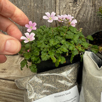 Complete Miniature Garden Kit with Plum Pine Shipping Included!