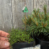 Complete Miniature Garden Kit with Slowmound Mugo Pine Shipping Included!