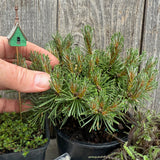 Complete Miniature Garden Kit with Slowmound Mugo Pine Shipping Included!