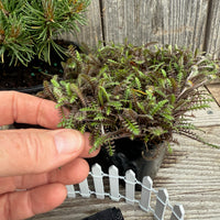 Complete Miniature Garden Kit with Slowmound Mugo Pine Shipping Included!