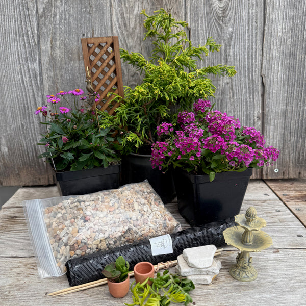 Complete Miniature Garden Kit with Sunny Swirl Hinoki Shipping Included!