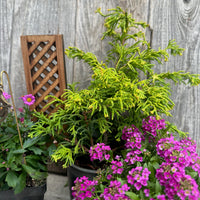 Complete Miniature Garden Kit with Sunny Swirl Hinoki Shipping Included!