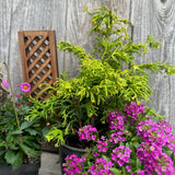 Complete Miniature Garden Kit with Sunny Swirl Hinoki Shipping Included!