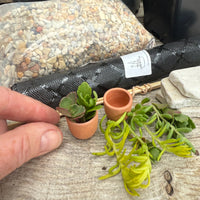 Complete Miniature Garden Kit with Sunny Swirl Hinoki Shipping Included!