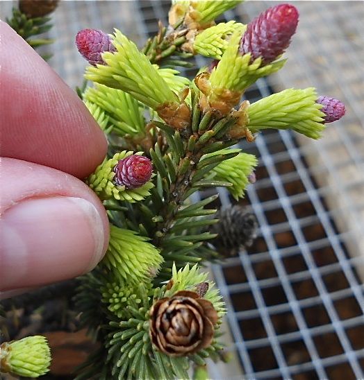 Pusch Dwarf Norway Spruce - Picea abies 'Pusch'
