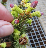 Pusch Dwarf Norway Spruce - Picea abies 'Pusch'
