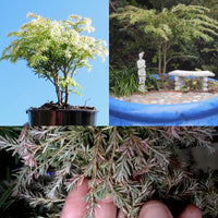 Moon Frost Canada Hemlock - Tsuga canadensis 'Moon Frost'