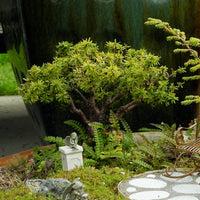 Abbott's Pygmy Canada Hemlock - Tsuga canadensis 'Abbott's Pygmy'