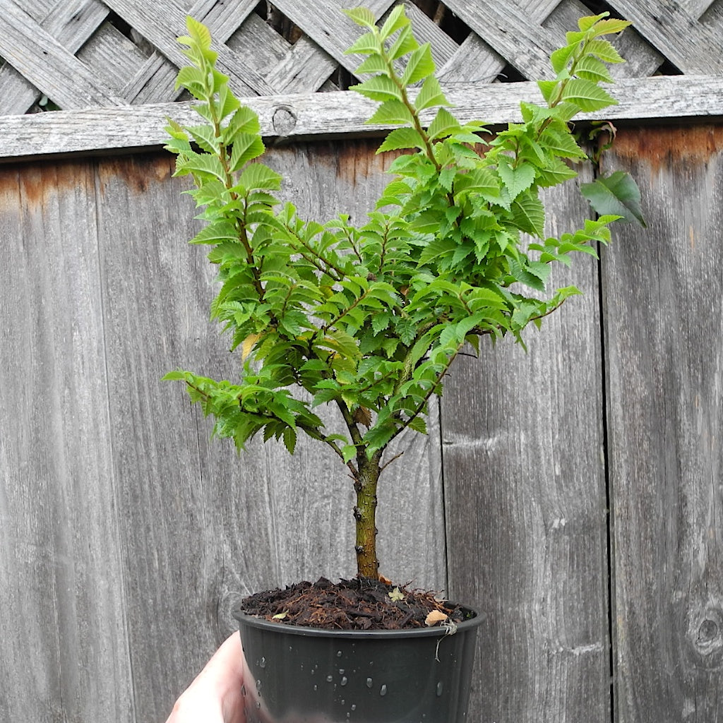 Jacqueline Hillier Elm ~ Ulmus minor 'Jacqueline Hillier'