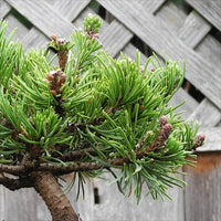 Valley Cushion Mugo Pine - Pre-Bonsai - Pinus mugo 'Valley Cushion'