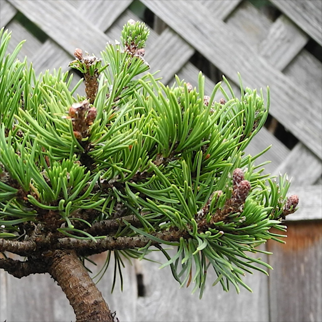 Valley Cushion Mugo Pine - Pre-Bonsai - Pinus mugo 'Valley Cushion'