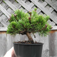 Valley Cushion Mugo Pine - Pre-Bonsai - Pinus mugo 'Valley Cushion'