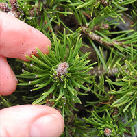 Valley Cushion Mugo Pine - Pre-Bonsai - Pinus mugo 'Valley Cushion'