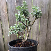 Boyd's Willow - Salix boydii