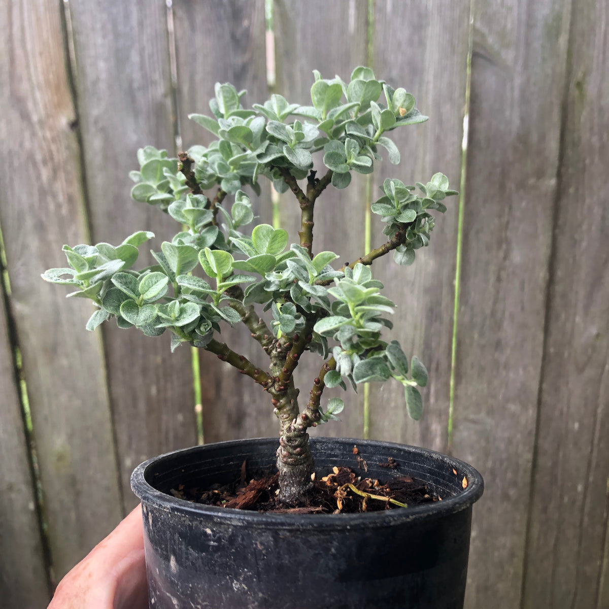 Boyd's Willow - Salix boydii