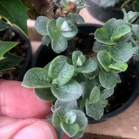 Boyd's Willow - Salix boydii