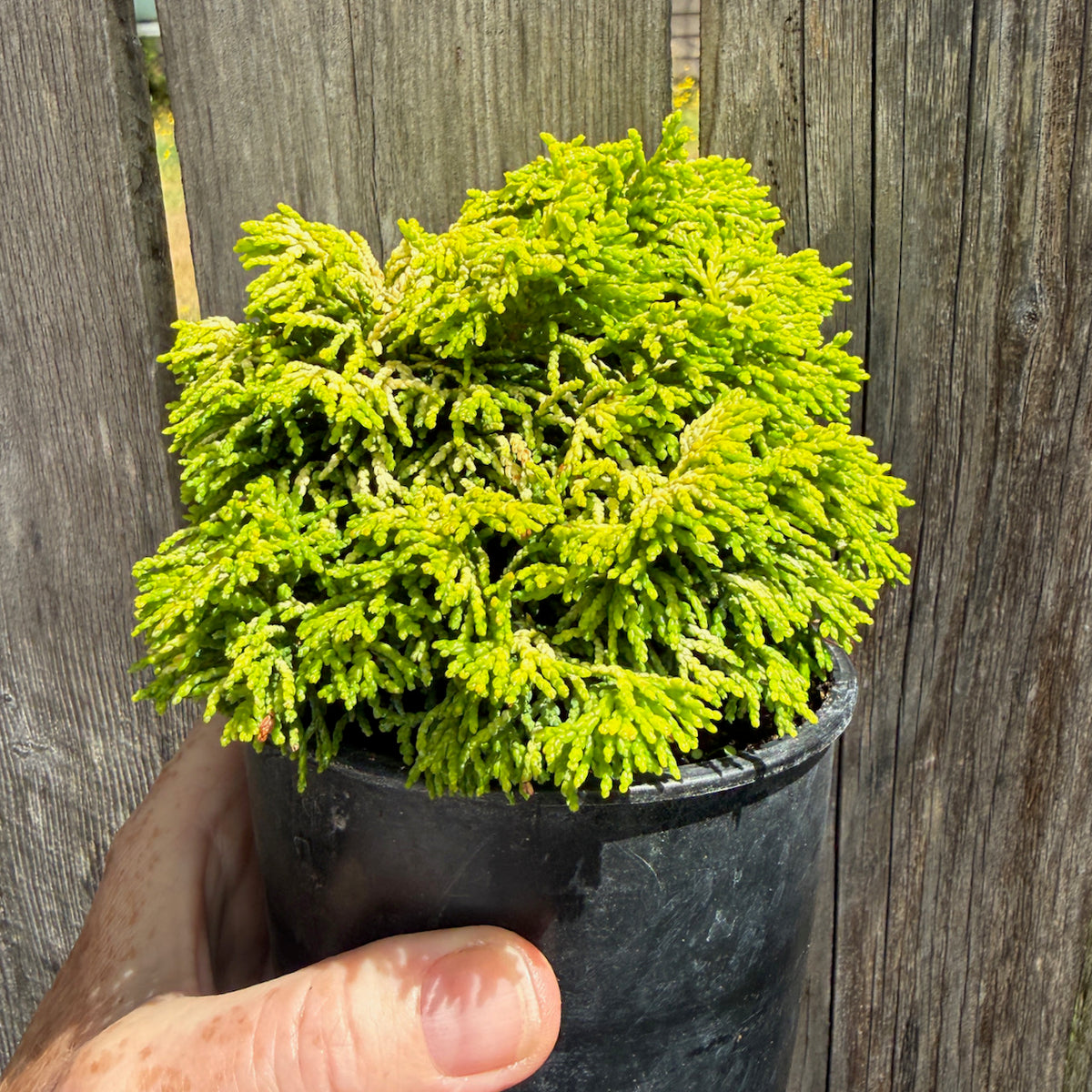 Butter Ball Dwarf Hinoki Cypress - Chameacyparis obtusa 'Butter Ball'