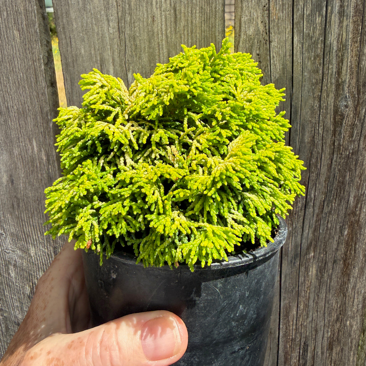 Butter Ball Dwarf Hinoki Cypress - Chameacyparis obtusa 'Butter Ball'