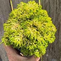 Butter Ball Dwarf Hinoki Cypress - Chameacyparis obtusa 'Butter Ball'