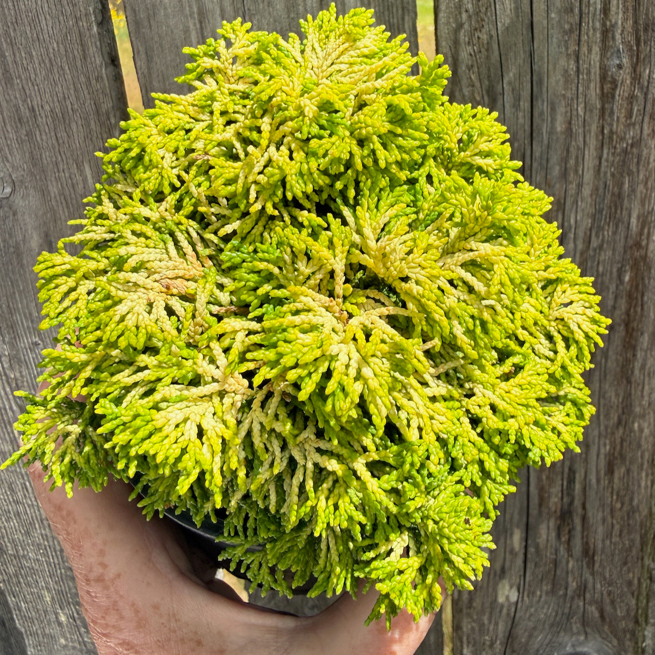 Butter Ball Dwarf Hinoki Cypress - Chameacyparis obtusa 'Butter Ball'