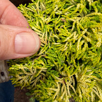 Butter Ball Dwarf Hinoki Cypress - Chameacyparis obtusa 'Butter Ball'