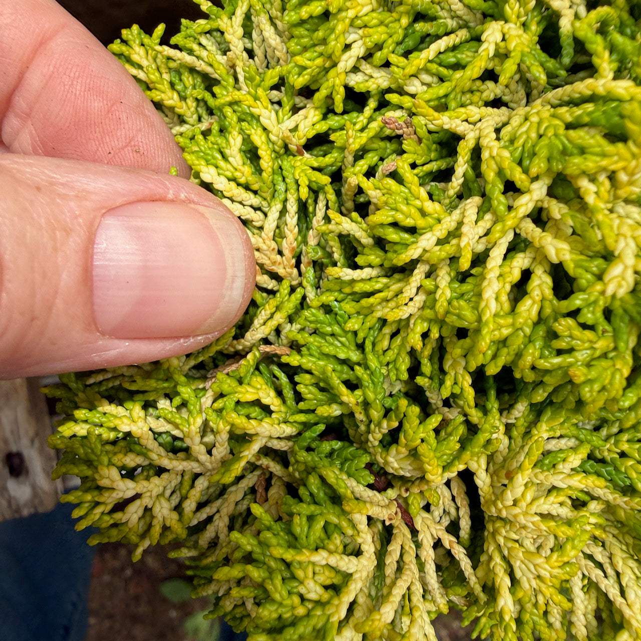 Butter Ball Dwarf Hinoki Cypress - Chameacyparis obtusa 'Butter Ball'
