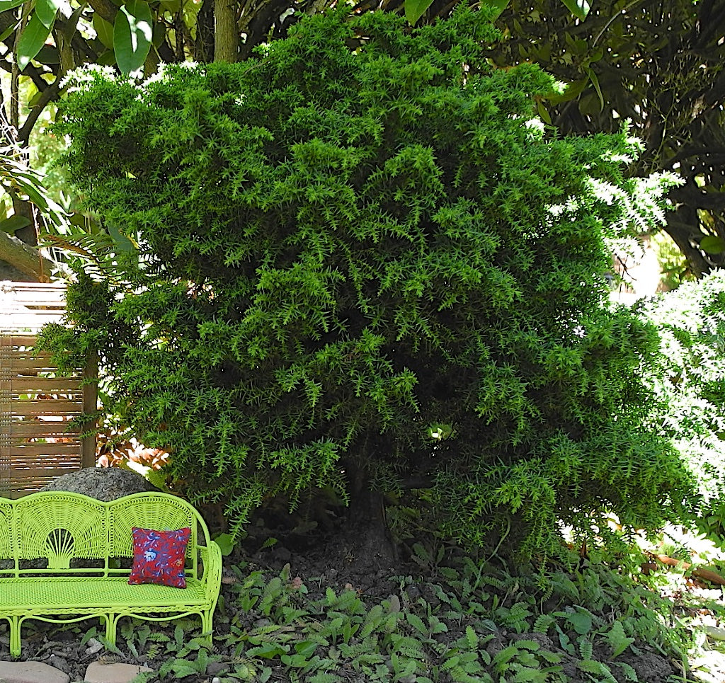 Tansu Japanese Cedar - Cryptomeria japonica 'Tansu'
