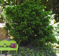 Tansu Japanese Cedar - Cryptomeria japonica 'Tansu'