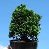 Thoweil Hinoki Cypress - Chamaecyparis obtusa ‘Thoweil’