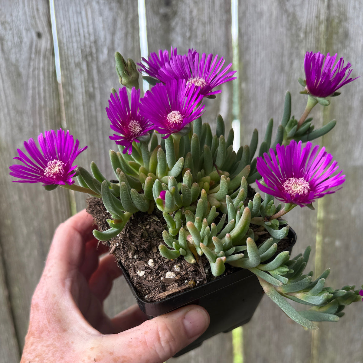 Ice Plant - Delosperma cooperi