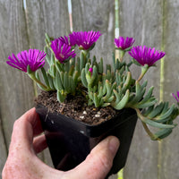 Ice Plant - Delosperma cooperi