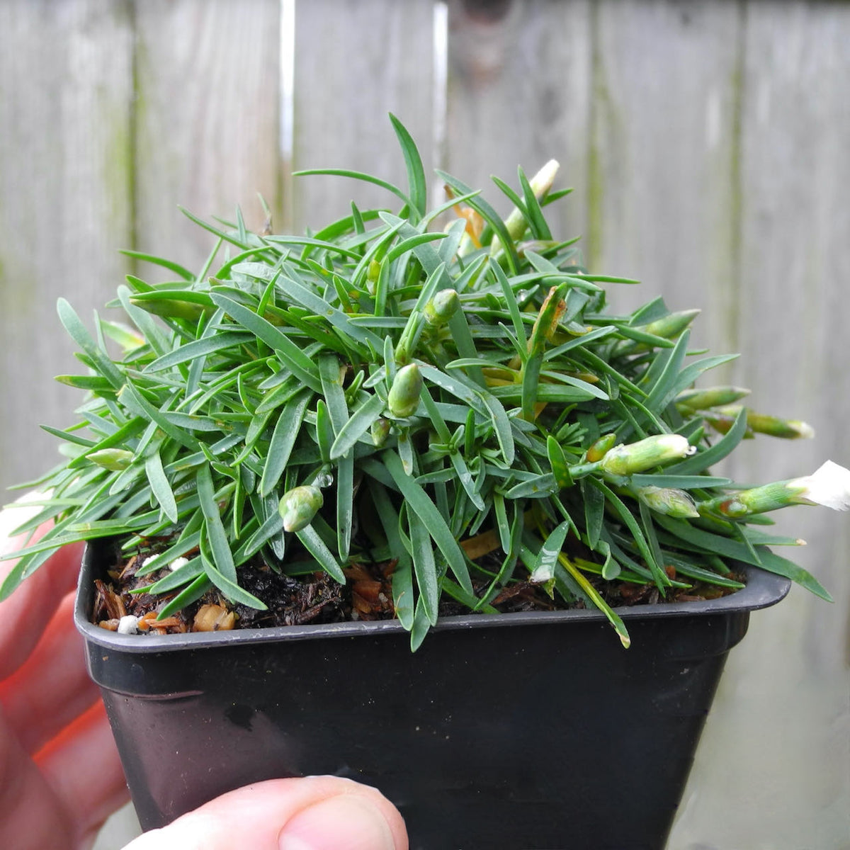 Fairy Plant: Mountain Frost White Twinkle Cheddar Pinks - White Dianthus