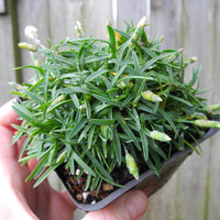 Fairy Plant: Mountain Frost White Twinkle Cheddar Pinks - White Dianthus