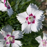 Fairy Plant: Mountain Frost White Twinkle Cheddar Pinks - White Dianthus