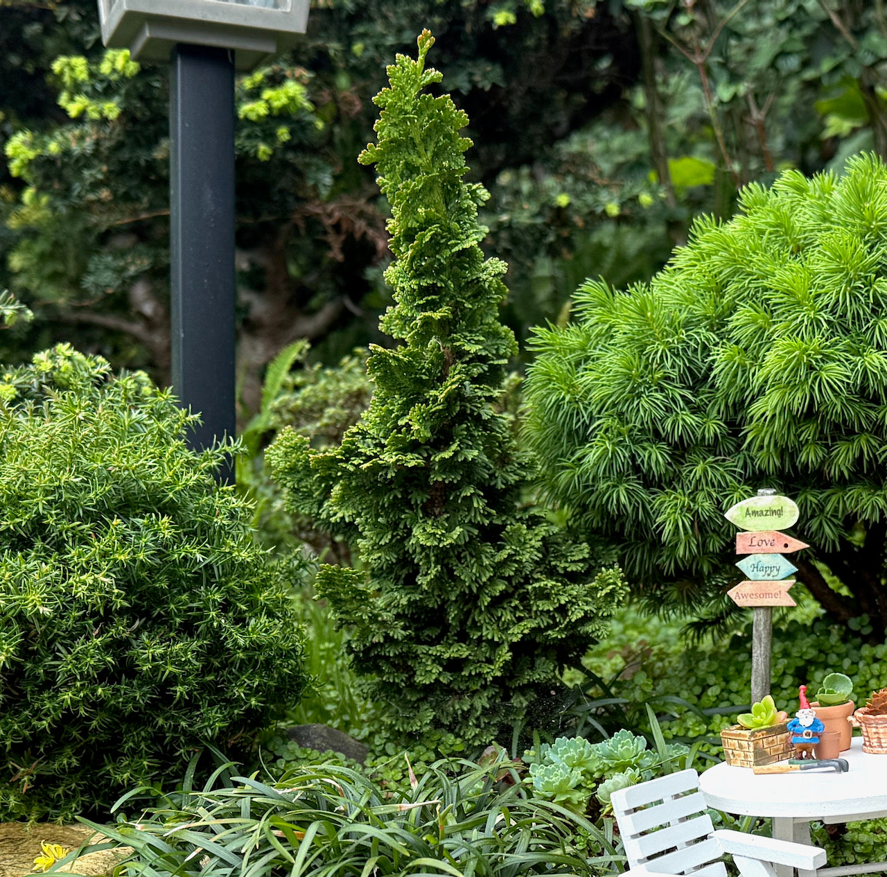 Miniature Garden Primo Dwarf Arborvitae - Thuja occidentalis