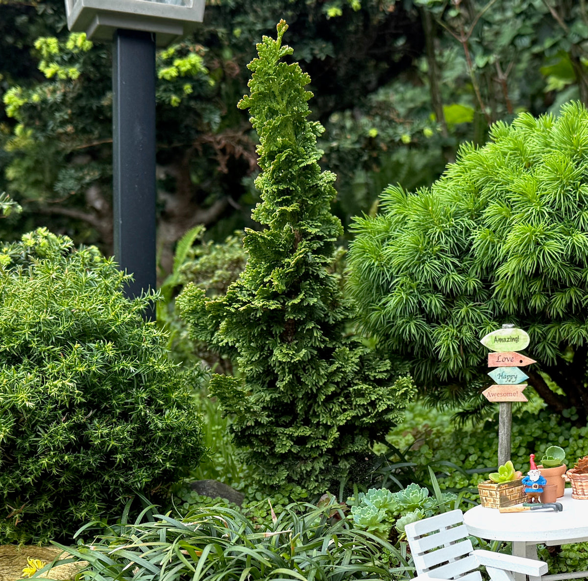 Primo Dwarf Arborvitae - Thuja occidentalis 'Primo'