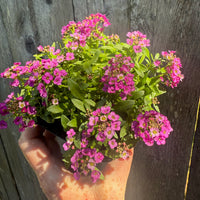Fairy Plant: Sweet Alyssum - Lobularia 'Sweetie Rose'