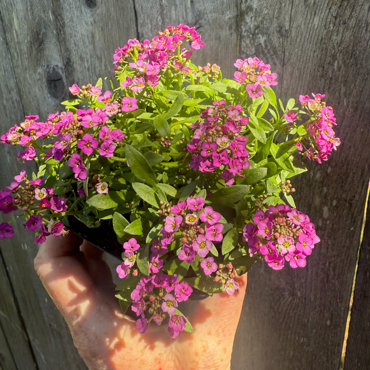 Fairy Plant: Sweet Alyssum - Lobularia 'Sweetie Rose'