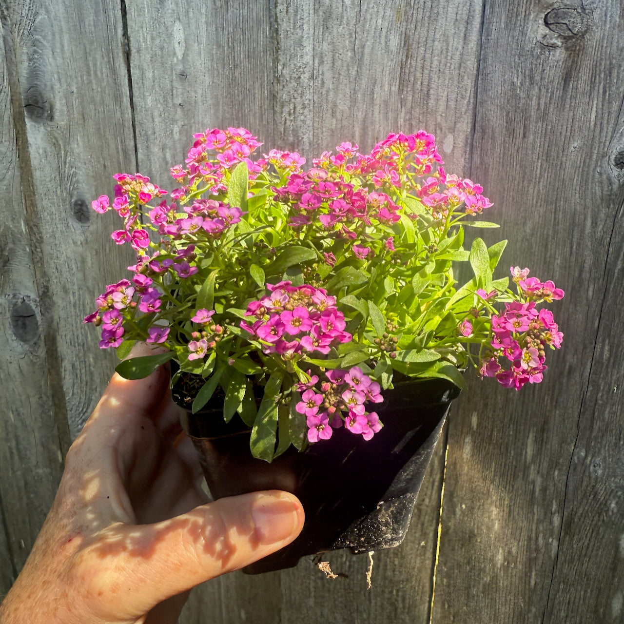Fairy Plant: Sweet Alyssum - Lobularia 'Sweetie Rose'