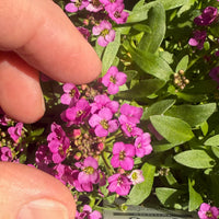 Fairy Plant: Sweet Alyssum - Lobularia 'Sweetie Rose'