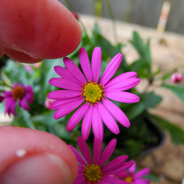 Fairy Plant: Swan River Daisy - Brachyscome 'Radiant Magenta'