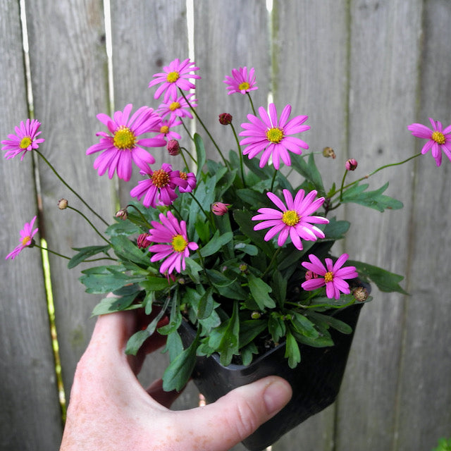 Fairy Plant: Swan River Daisy - Brachyscome 'Radiant Magenta'