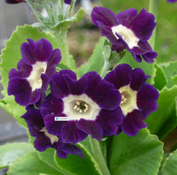 Fairy Plant: Miniature Hardy Primrose 'Blue Velvet' - Primula auricula 'Blue Velvet'